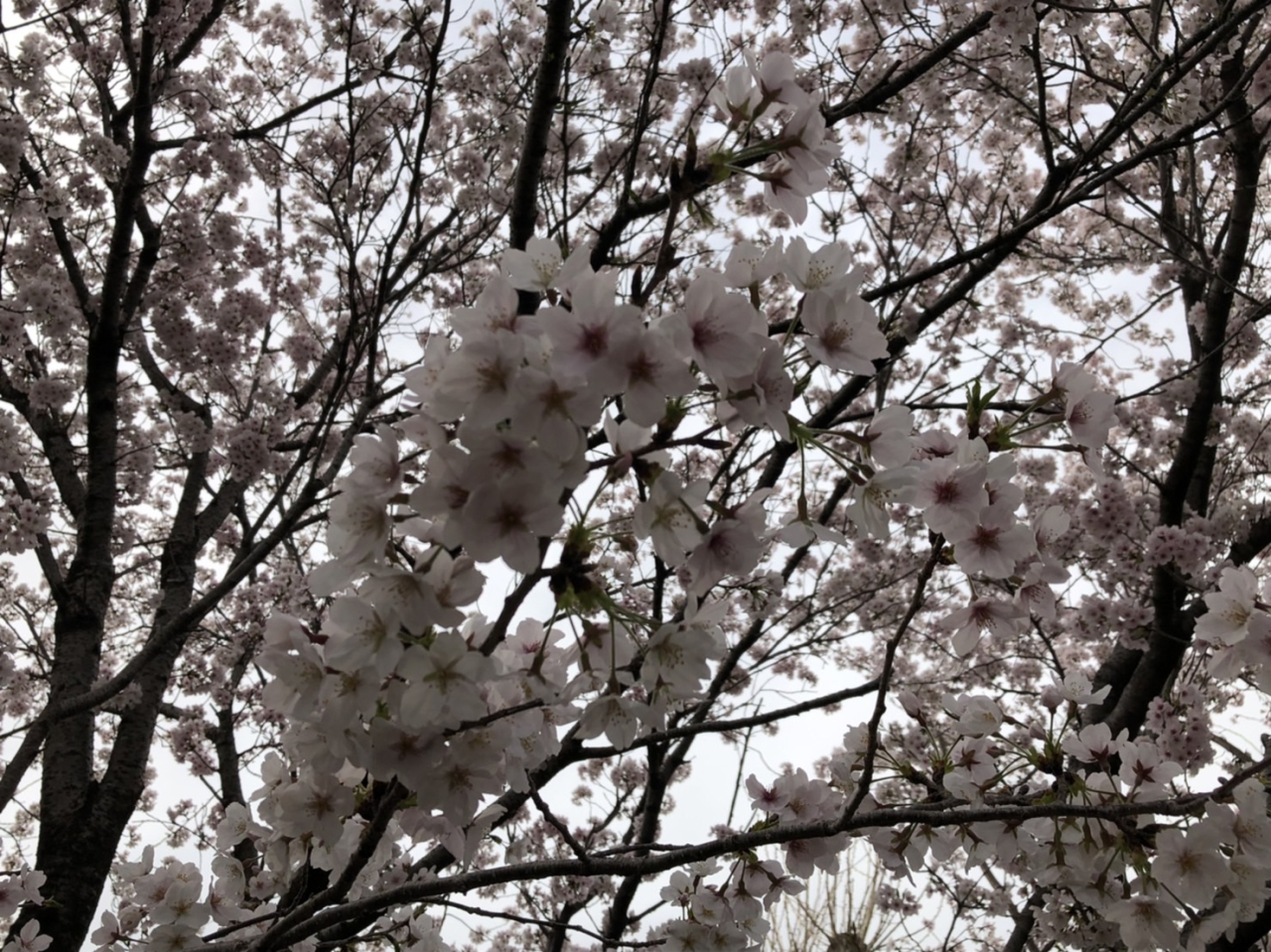 桜満開です☆